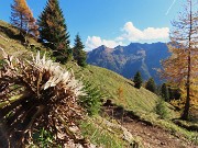 21 Spettacolo di panorami e di larici colorati d'autunno